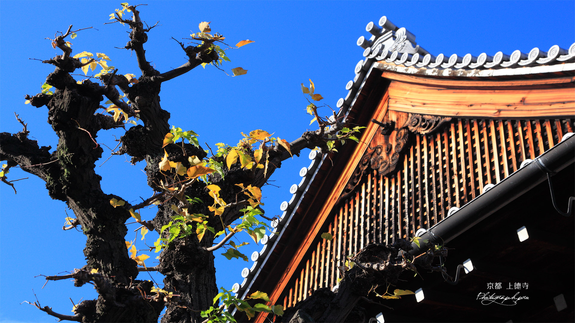 京都上徳寺 菩提樹の紅葉と本堂