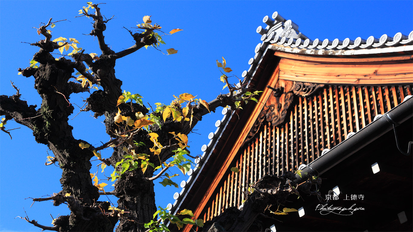 京都上徳寺 菩提樹の紅葉と本堂 壁紙