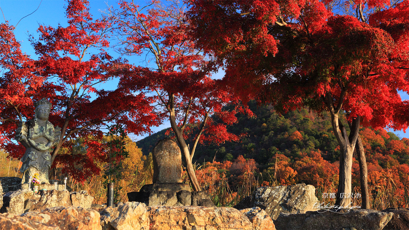 広沢池 紅葉の観音島と遍照寺山 壁紙