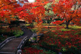 宝厳院 小橋と紅葉