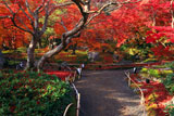 宝厳院 紅葉の獅子吼の庭