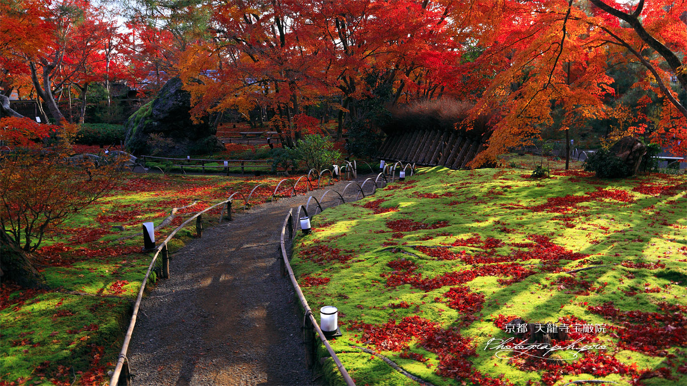 宝厳院 苔庭と紅葉 壁紙