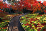 宝厳院 苔庭と紅葉