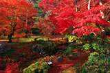 宝厳院 小川と紅葉