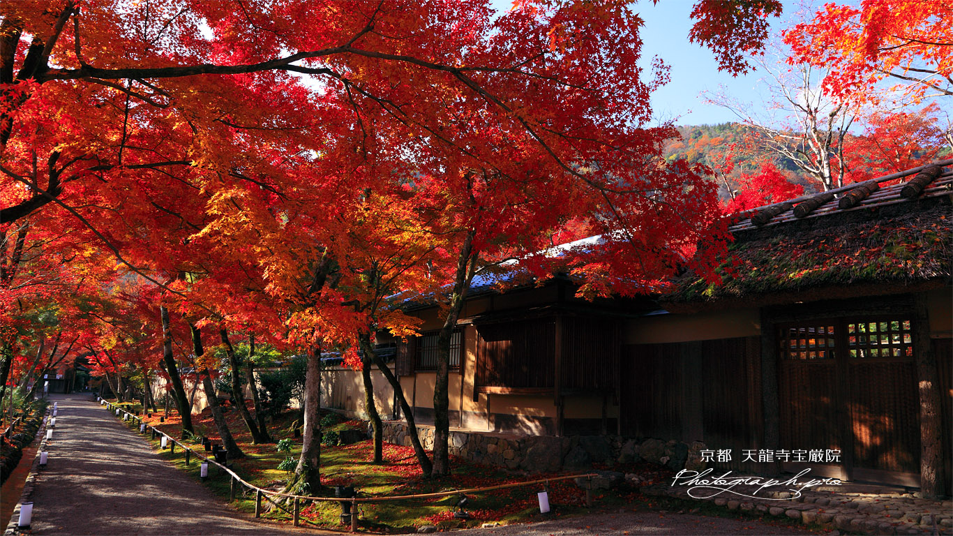 宝厳院 紅葉と書院門 壁紙