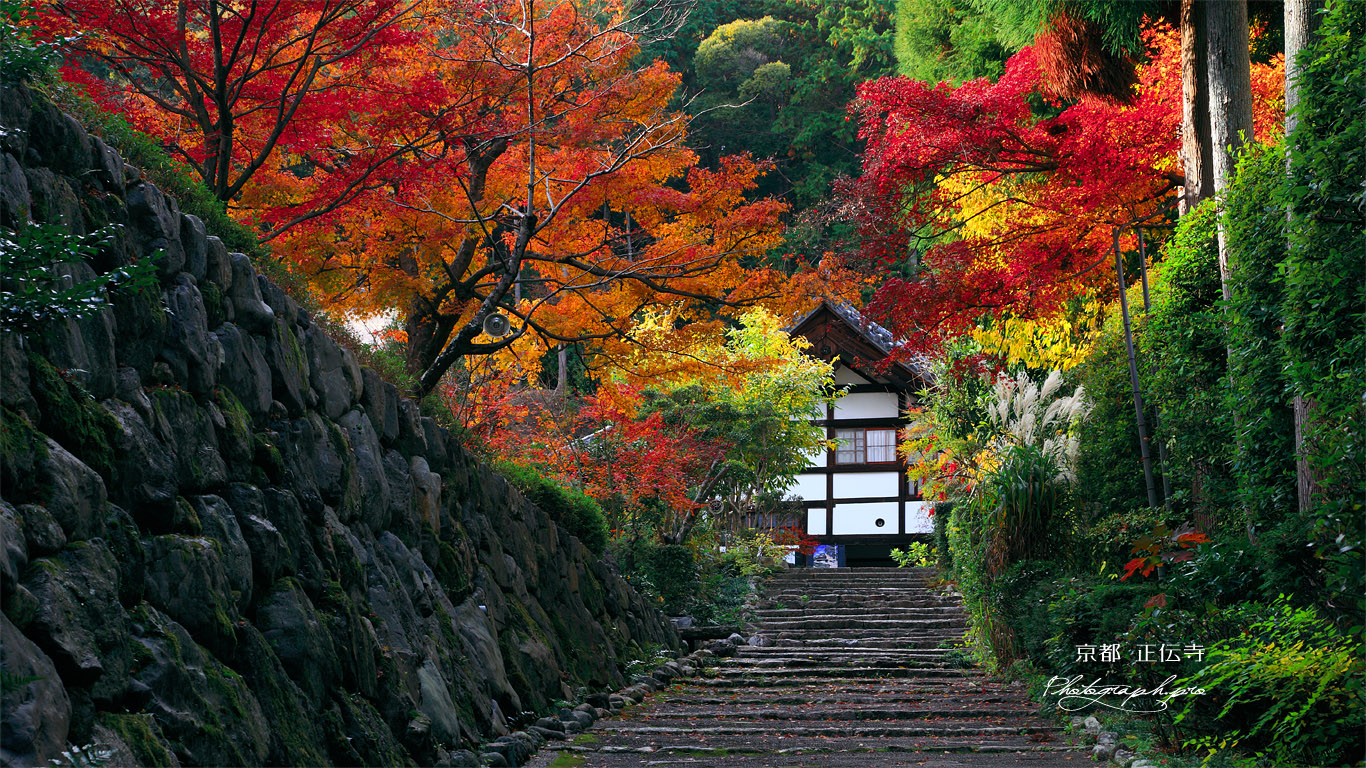 京都正伝寺 紅葉の参道と庫裏 壁紙