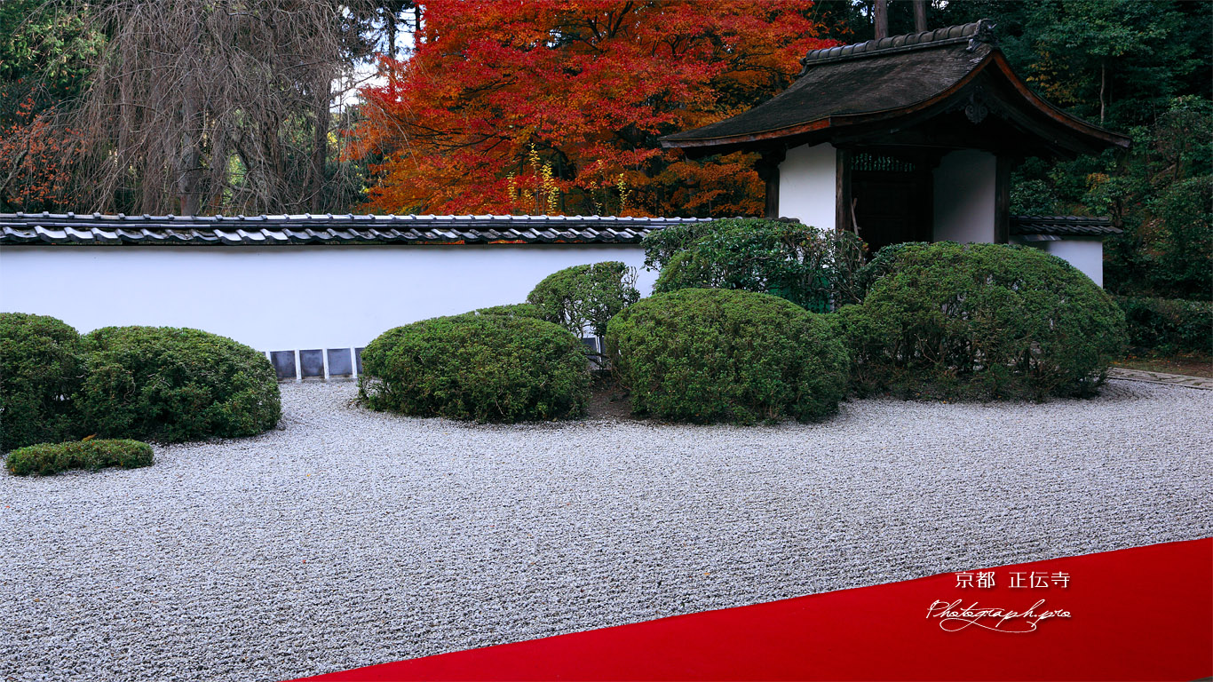 京都正伝寺 紅葉の庭園 壁紙