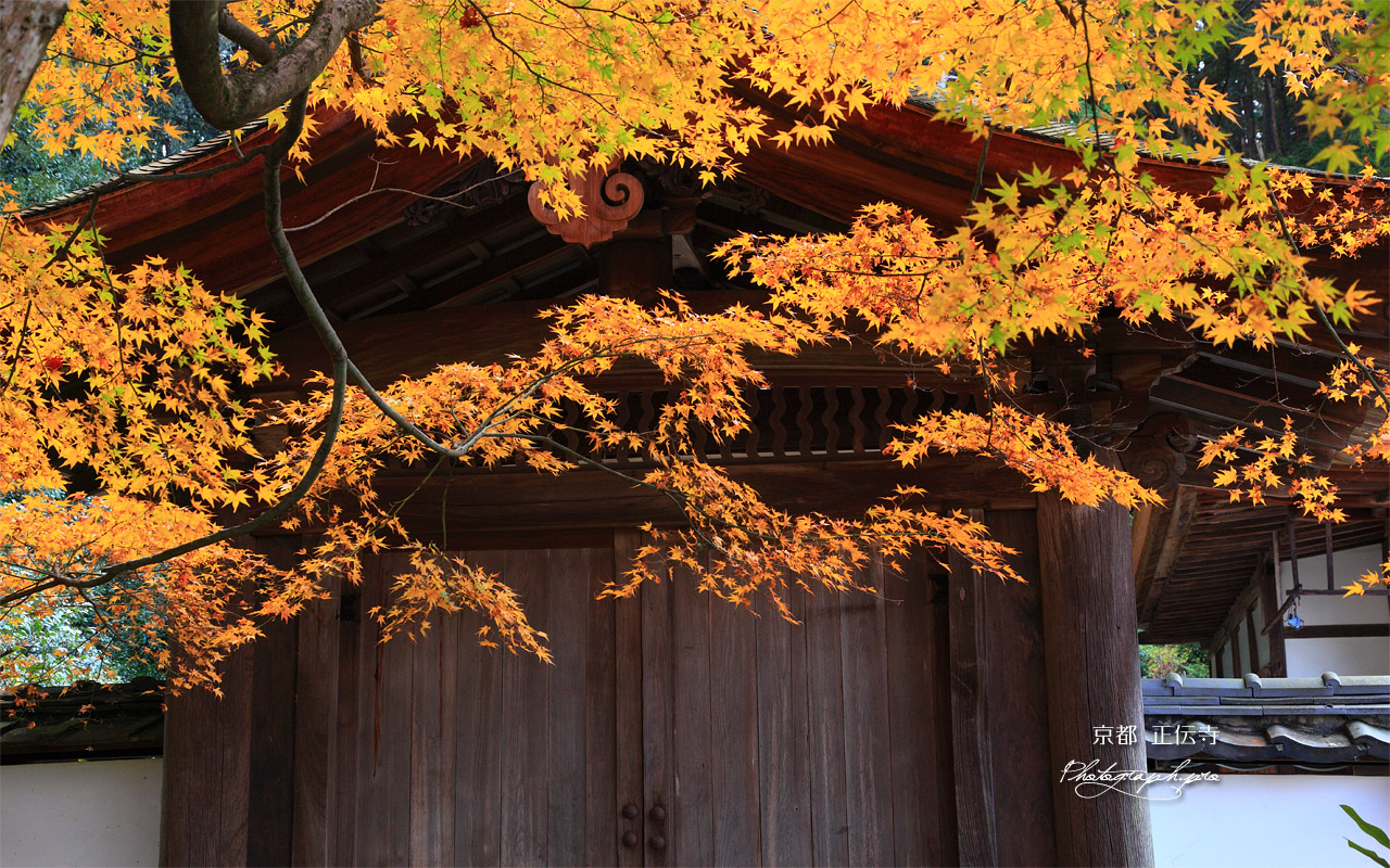 京都正伝寺 紅葉と勅使門 壁紙