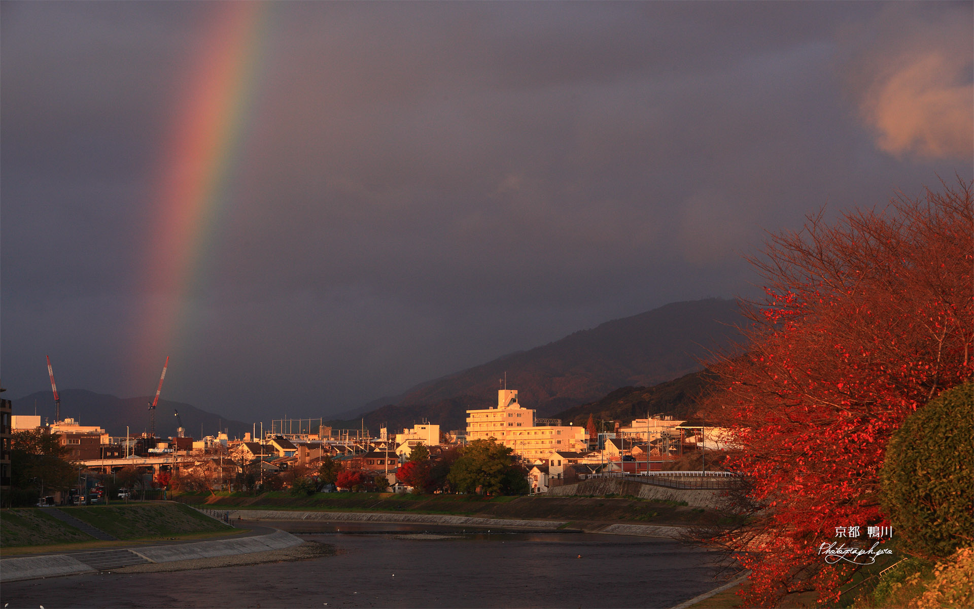 鴨川 桜紅葉と虹