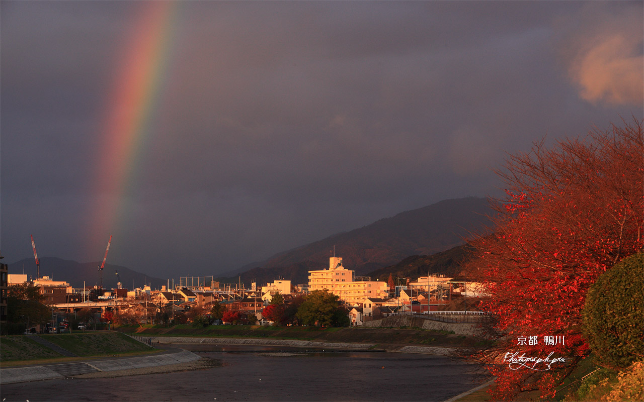 鴨川 桜紅葉と虹 壁紙