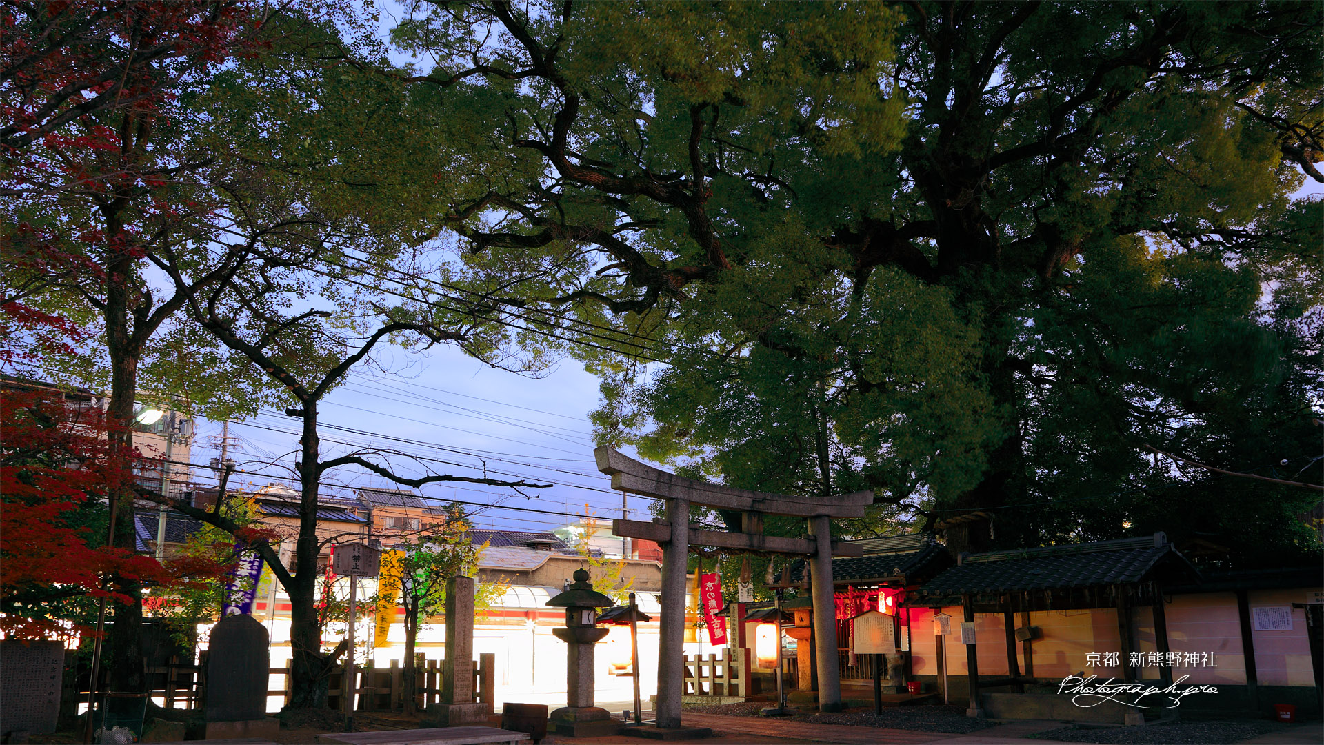 新熊野神社 宵の大樟と紅葉