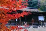 宇治上神社 紅葉と拝殿