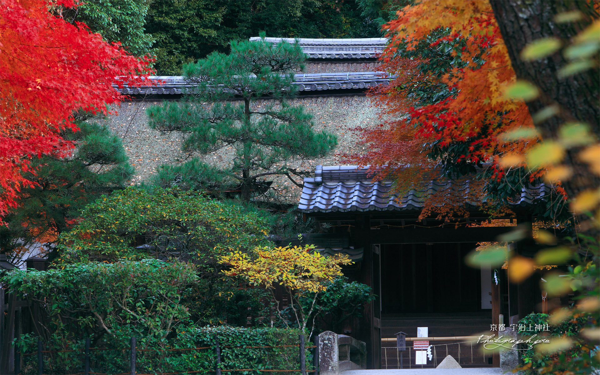 宇治上神社 紅葉と社殿