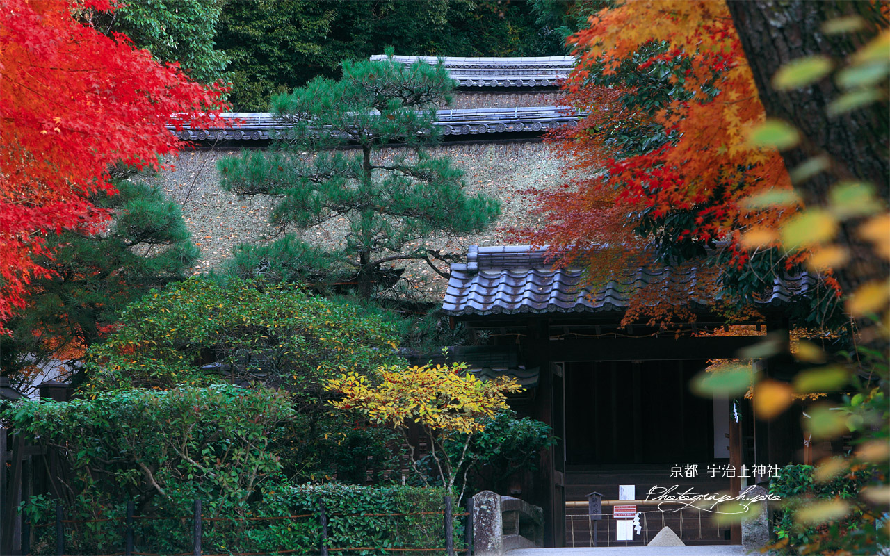 宇治上神社 紅葉と社殿 壁紙