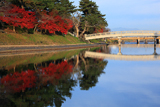 宇治 紅葉と橘橋