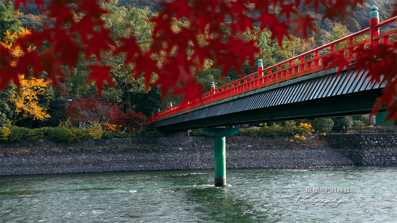 宇治神社 紅葉越の朝霧橋 壁紙