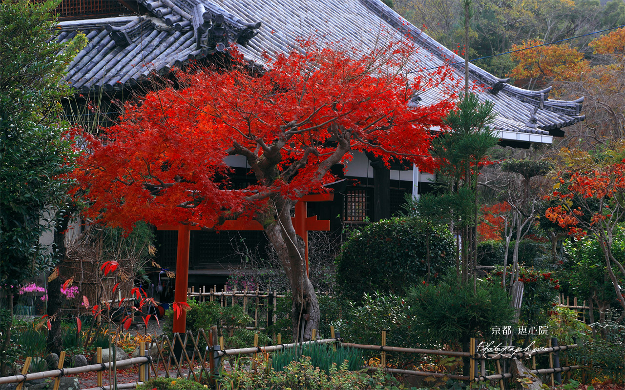 宇治 恵心院の紅葉と本堂 壁紙