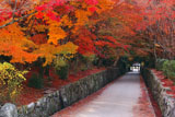 興聖寺 紅葉の琴坂