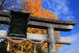県神社 鳥居扁額と銀杏黄葉