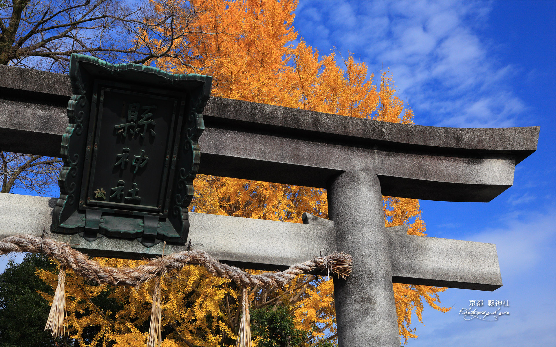 県神社 鳥居扁額と銀杏黄葉
