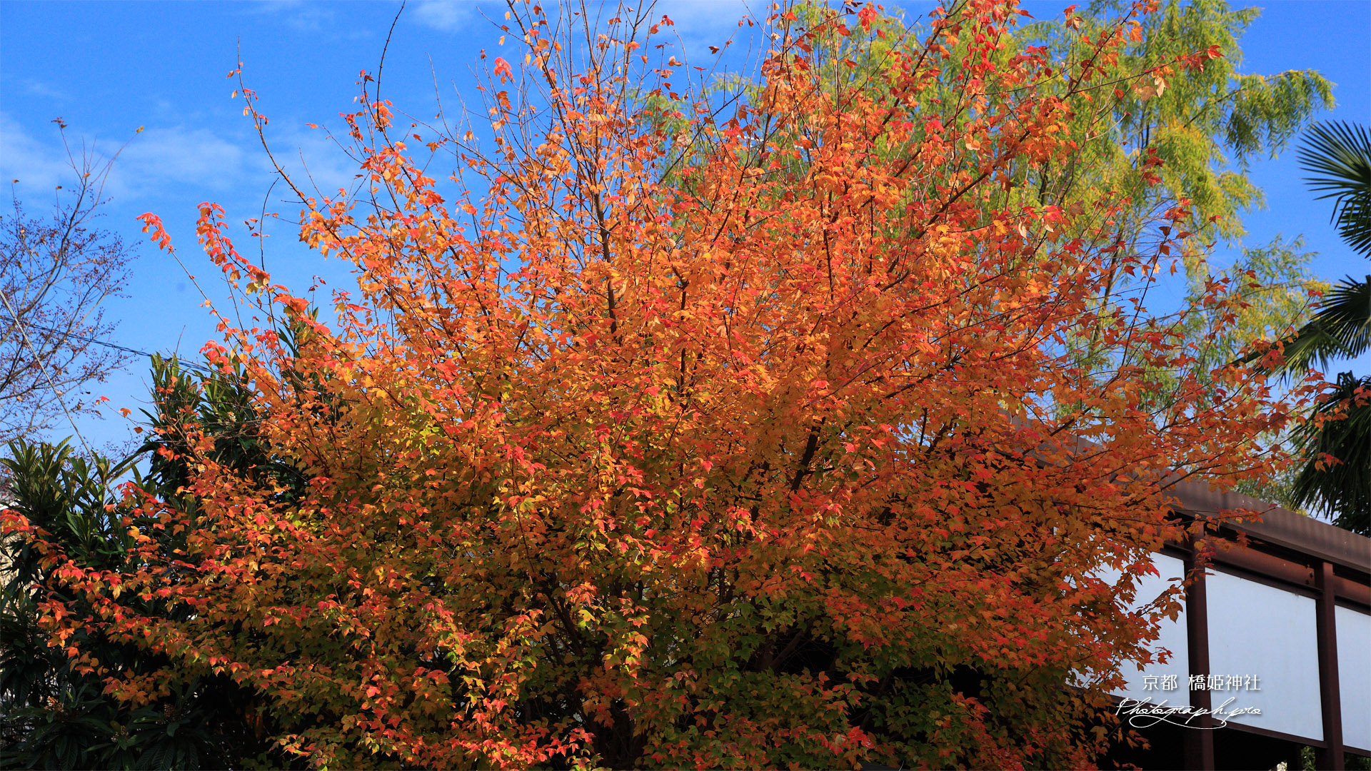 宇治 紅葉の橋姫神社