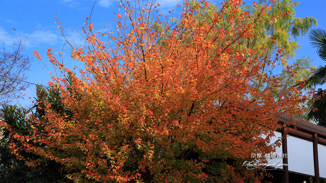 宇治 紅葉の橋姫神社 壁紙