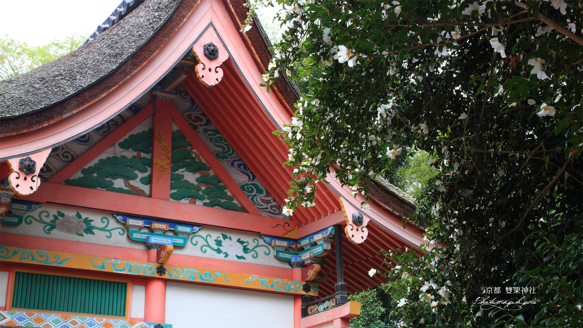 雙栗神社 サザンカと本殿