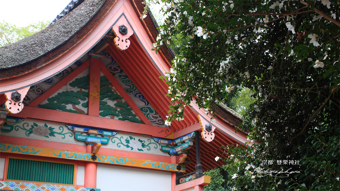 雙栗神社 サザンカと本殿 壁紙