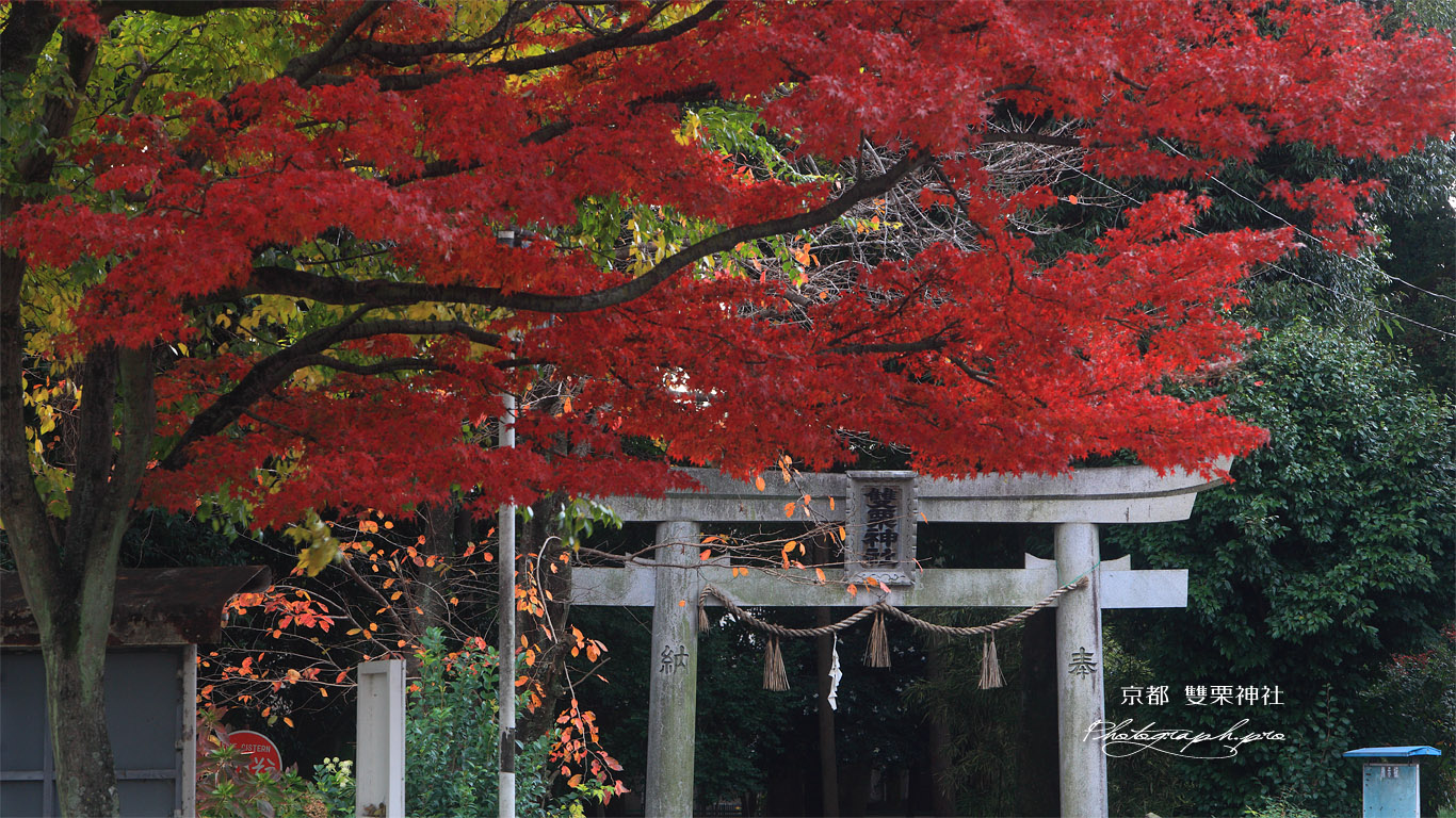 雙栗神社 紅葉と鳥居 壁紙