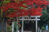 雙栗神社 紅葉と鳥居