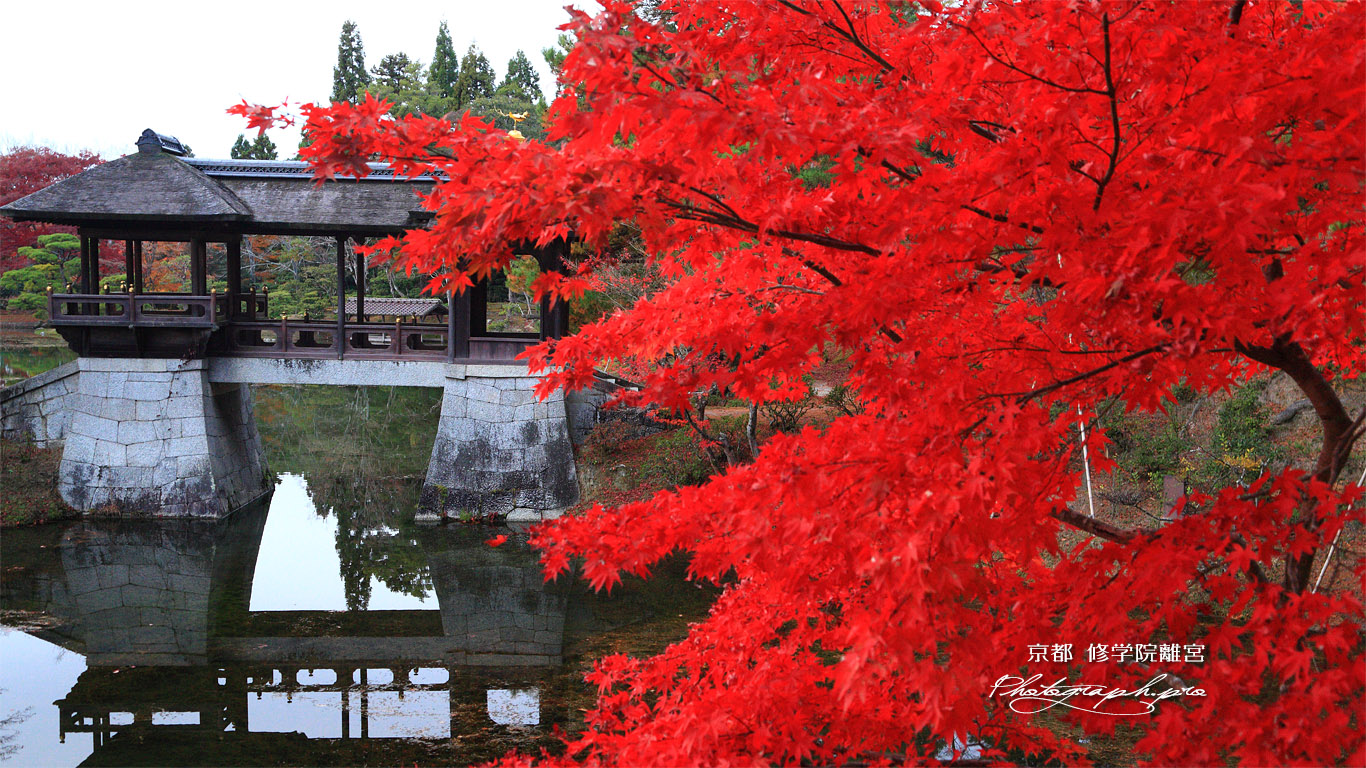 修学院離宮 紅葉と千歳橋 壁紙