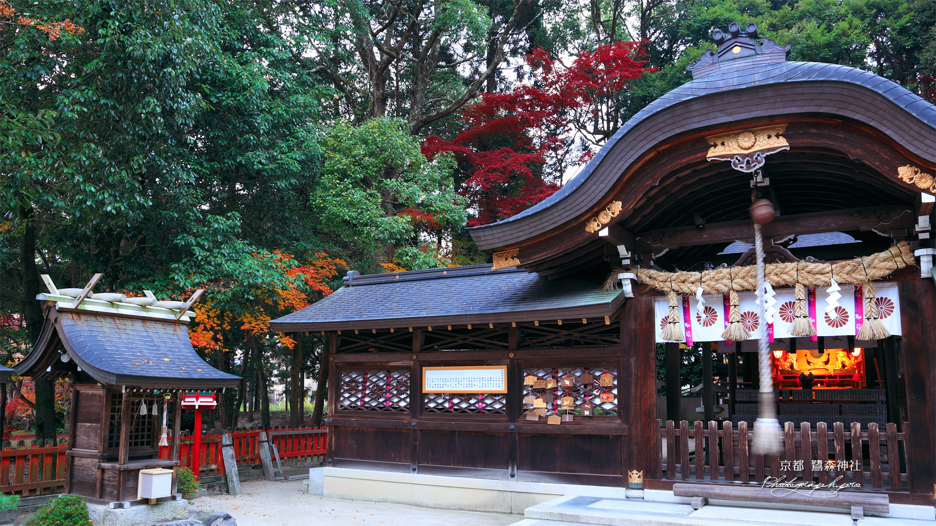 京都鷺森神社 拝殿と紅葉