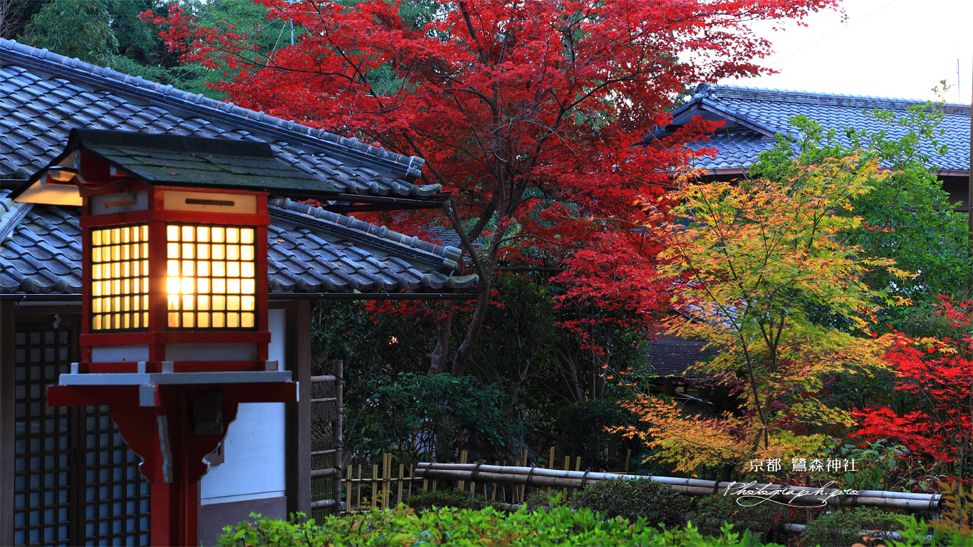 京都鷺森神社 燈籠と紅葉 壁紙