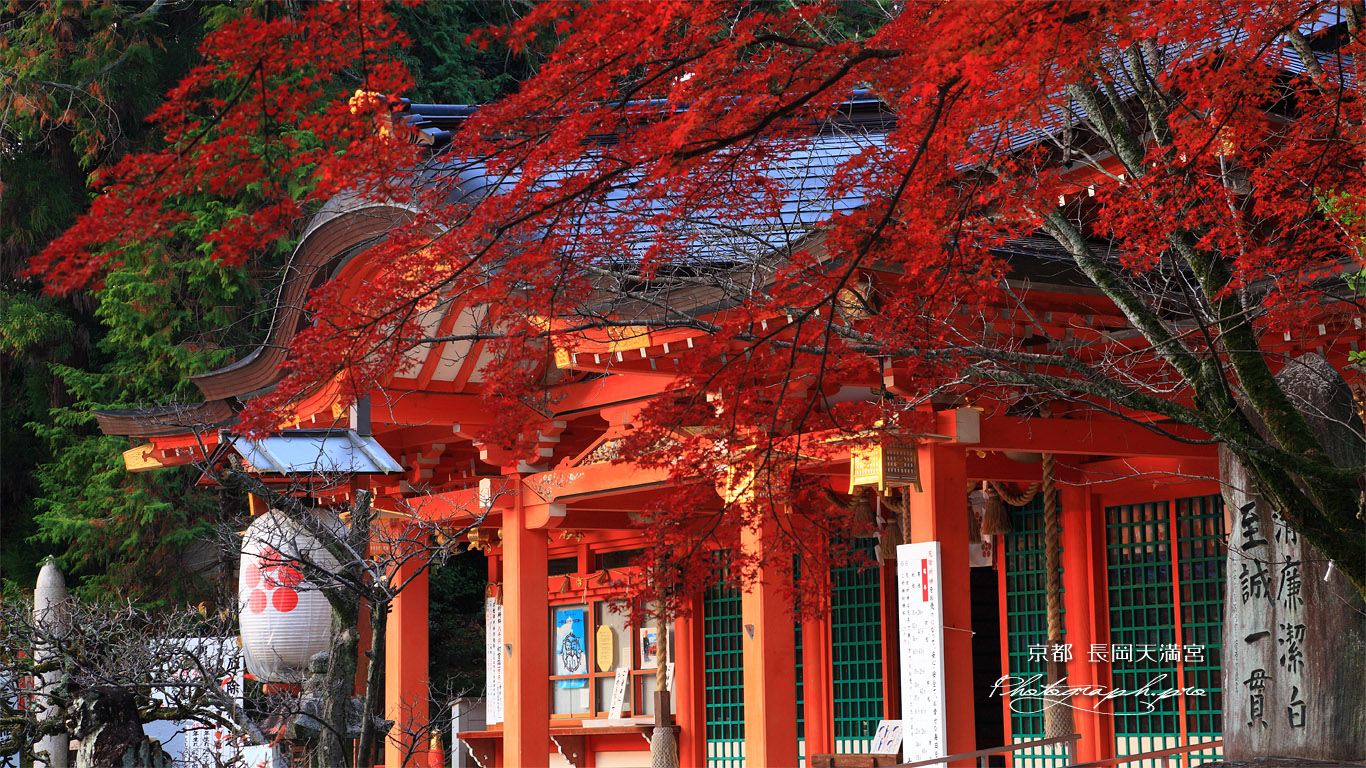 長岡天満宮 紅葉と拝殿 壁紙