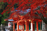 長岡天満宮 紅葉と拝殿