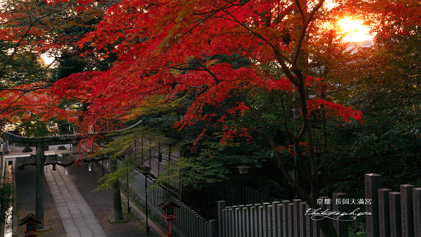 長岡天満宮 朝陽と参道の紅葉 壁紙