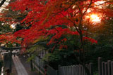 長岡天満宮 朝陽と参道の紅葉