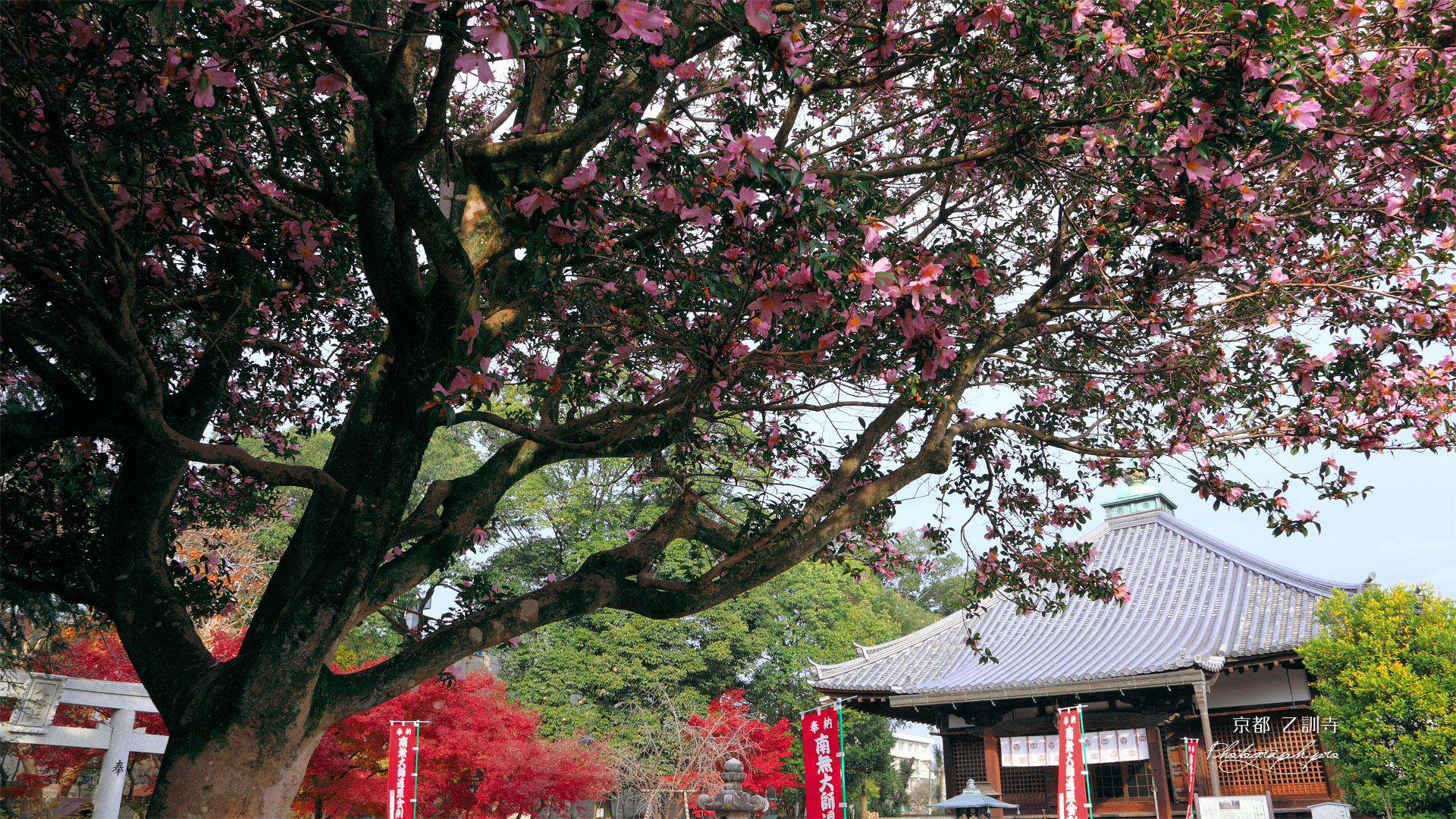 乙訓寺 山茶花と本堂