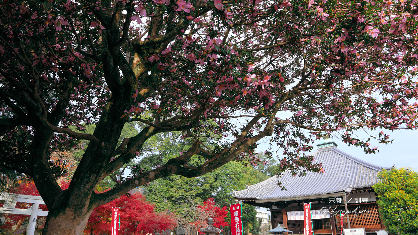乙訓寺 山茶花と本堂 壁紙