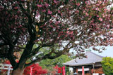 乙訓寺 山茶花と本堂