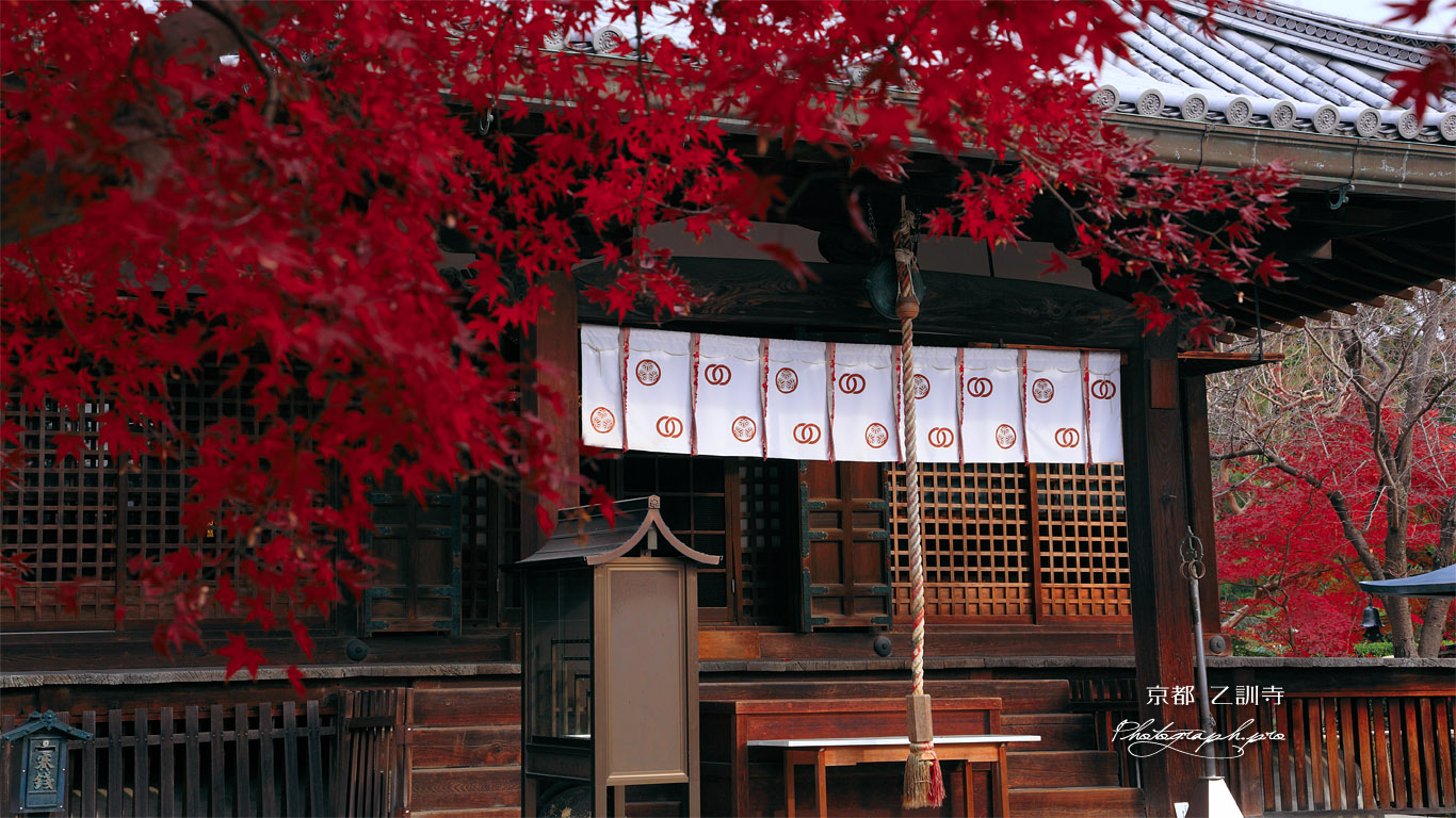 乙訓寺 紅葉と本堂 壁紙