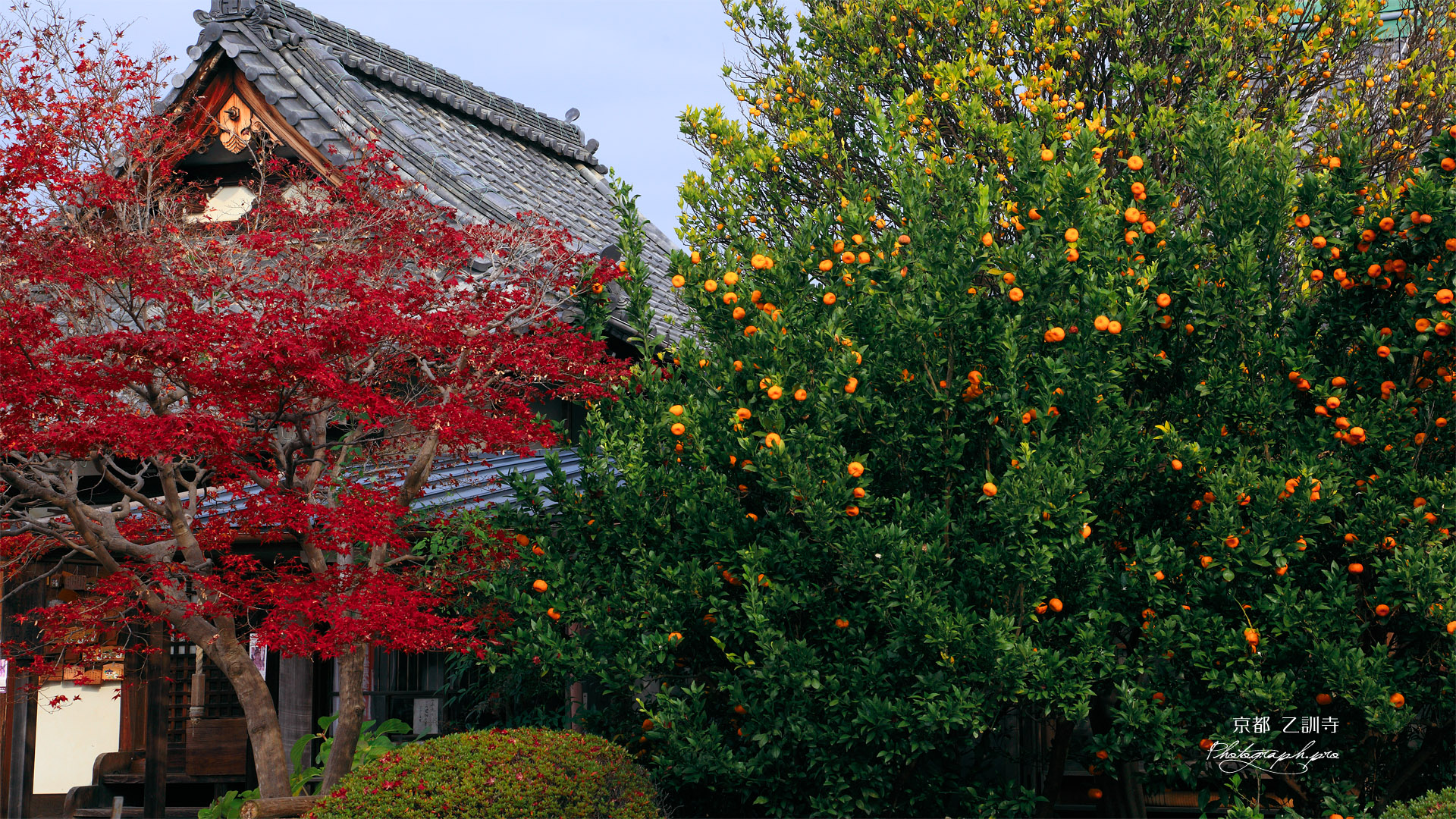 乙訓寺 柑橘樹と紅葉