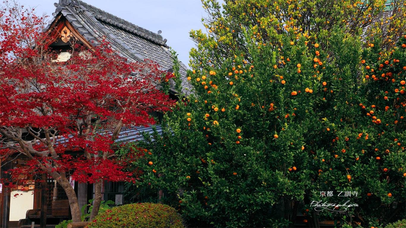 乙訓寺 柑橘樹と紅葉 壁紙