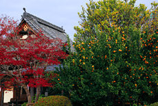 乙訓寺