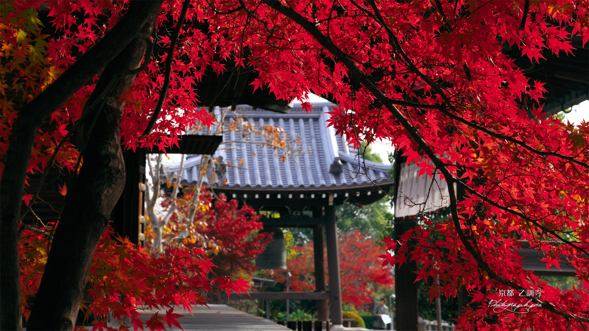 乙訓寺 紅葉越しの鐘楼
