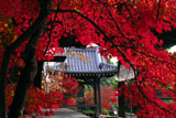 乙訓寺 紅葉越しの鐘楼