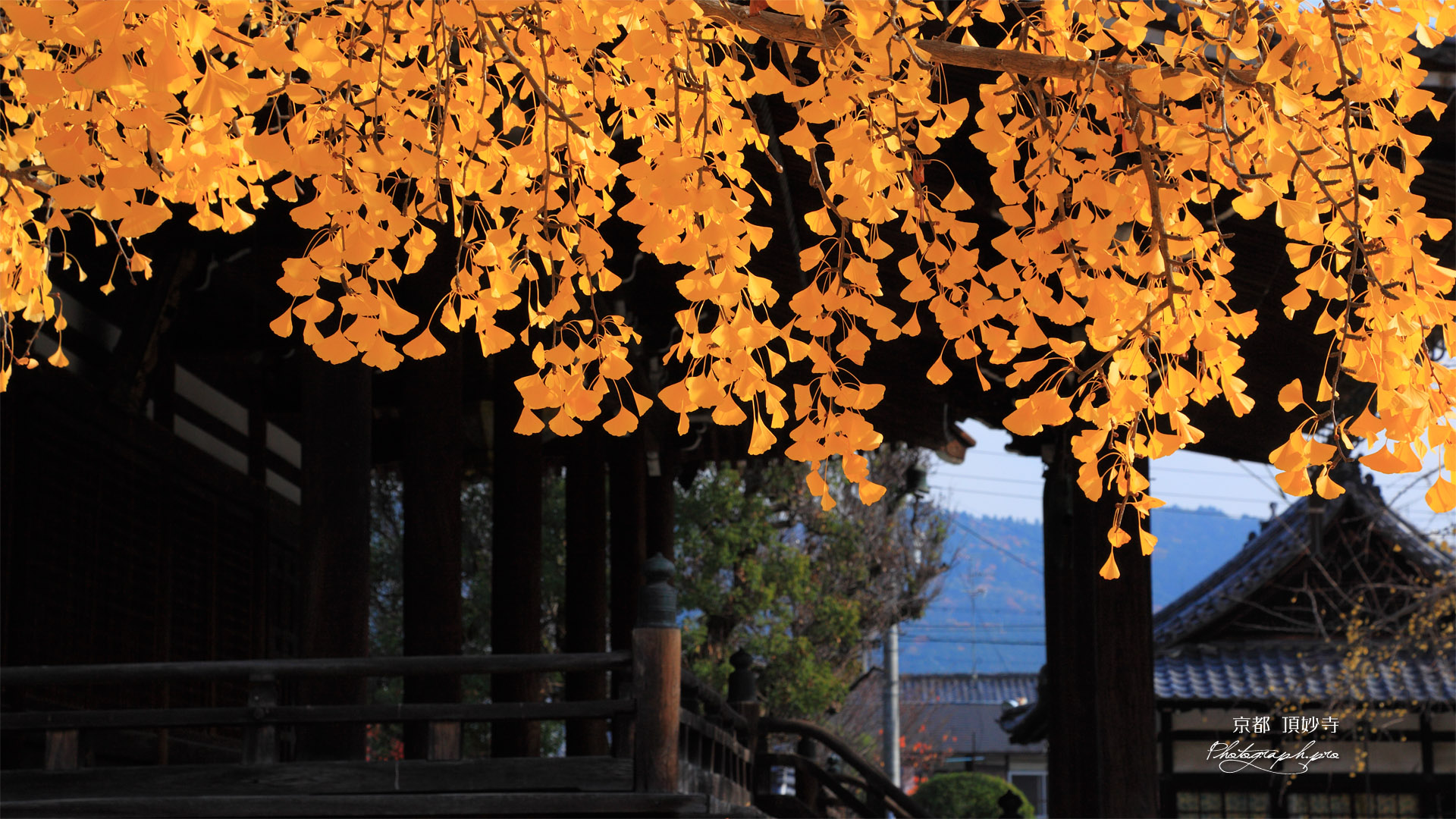 頂妙寺 イチョウ黄葉