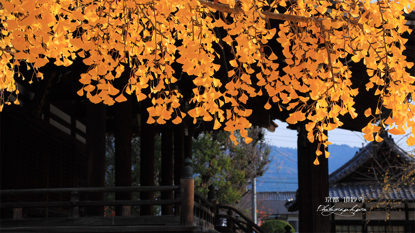 頂妙寺 イチョウ黄葉 壁紙