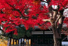 頂妙寺