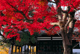 頂妙寺